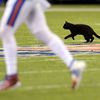 UPDATE: Black Football Cat Might Be One Of 'Hundreds' Of Cats At MetLife Stadium 😻